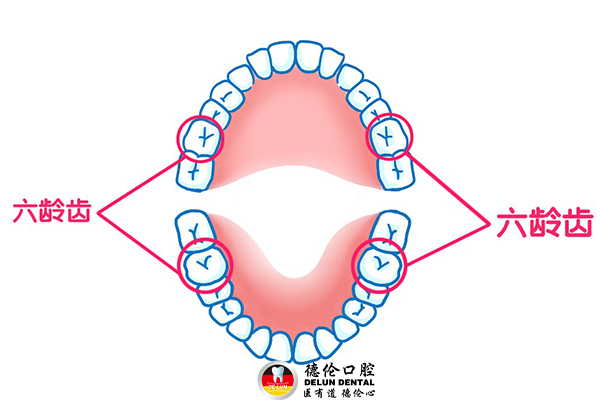 六龄齿终身不换是真的吗?