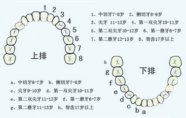 此后,牙不断脱落,恒牙相继萌出.
